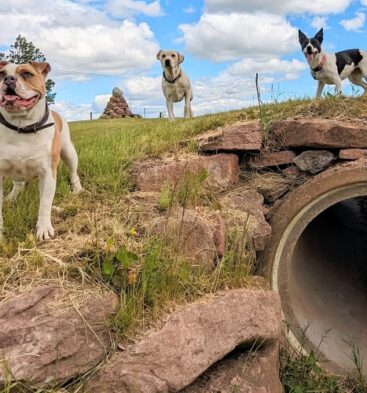 Pathhead Farm Dog Park, Kirriemuir