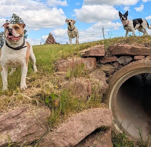 Pathhead Farm Dog Park, Kirriemuir