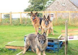 PawsnRun Secure Dog Park, Forfar