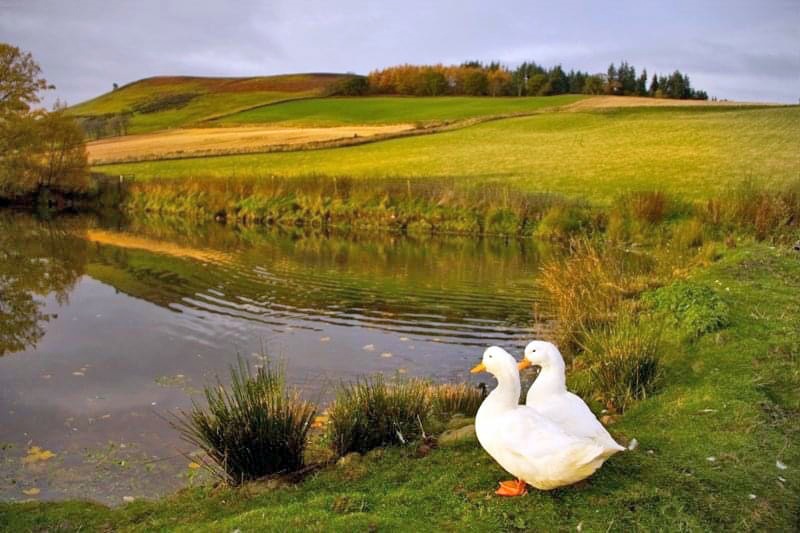 Peel Farm Nature Trail, near Kirriemuir