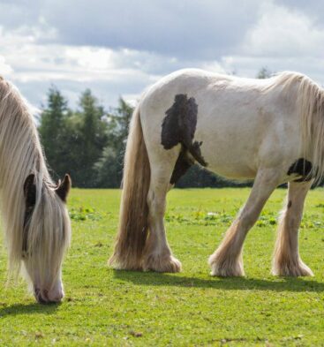 Redwings Mountains, near Forfar