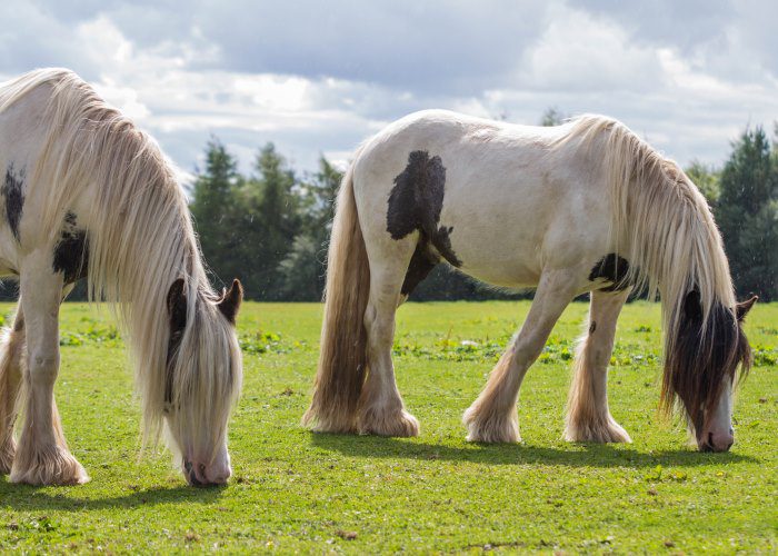 Redwings Mountains, near Forfar