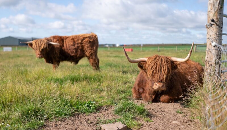 Upper Dysart Larder, Montrose