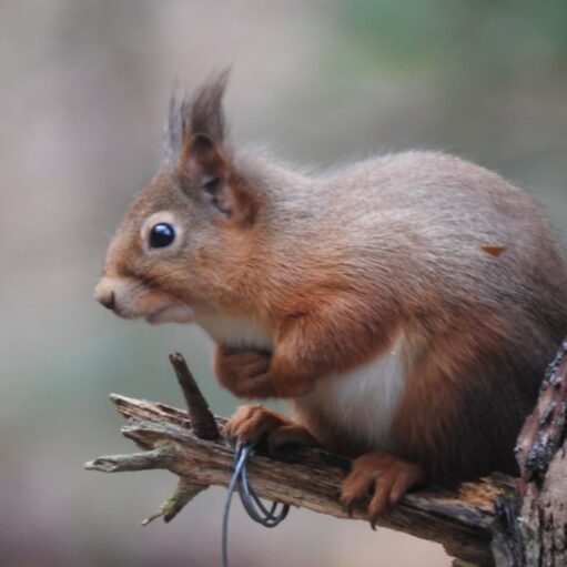 A close-up photograph of a European Red Squirrel (Sciurus vulgaris), sitting on a broken branch next to a tree trunk. The squirrel is facing left, holding its paws to its chest, and has a tuft of fur on its ear. It has reddish-brown fur with a white underside. The background is a soft, out-of-focus blur of brown and grey.
