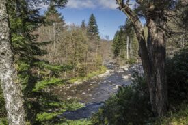 Wild South Esk Trail - Cortachy