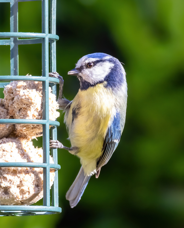 A close-up of a small, colorful bird, a blue tit, clinging to the side of a square metal bird feeder. The bird has a blue cap on its head, a black and white face, a yellow breast, and blue and white wings. Its beak is open slightly. The feeder contains chunks of food. The background is a blurry green, suggesting foliage.